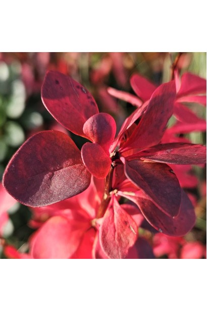 Барбарис Чоклет Саммер забарвлення